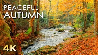 4K Autumn Forest - Relaxing Nature Video & River Sounds - NO MUSIC - 1 hour Ultra HD 2160p