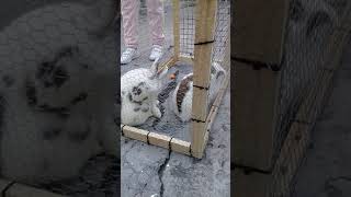 MIS NUEVOS CONEJOS🙂