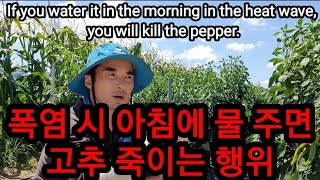 폭염 시 아침에 물주면 고추 죽습니다! If you water it in the morning in the …