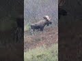 One Shot Moose Hunt!