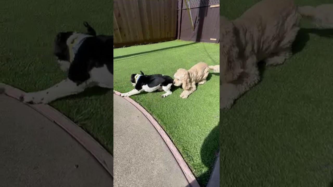 Enlarge Bluey, a Adoptable Cocker Spaniel in South San Francisco, CA video 5/5