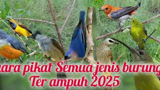 Download lagu suara pikat burung kombinasi rambatan kutilang pijantung kemade dan sogon mp3