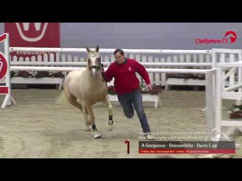 01 A Gorgeous - Donnerblitz - Davis Cup