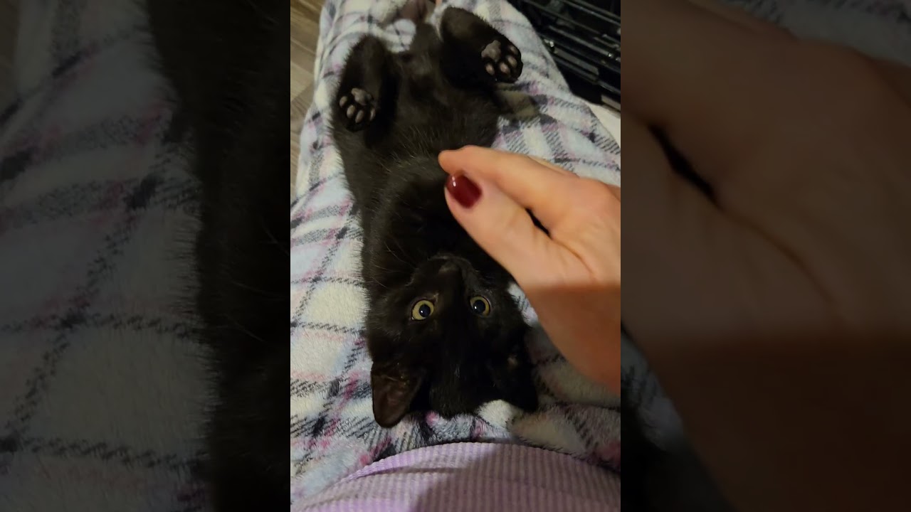 Enlarge Colton, an adopted Domestic Short Hair in Niantic, CT video 2/6