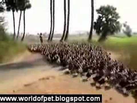movie: Het leger van eenden