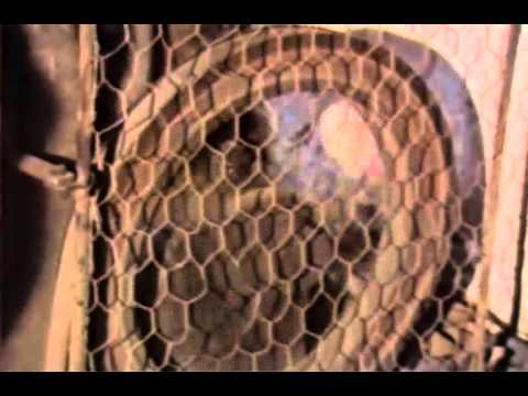 Perpetum a láska - skupina Saturn