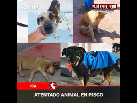 Ica ➡ Denuncian eliminación de perros que vivían en la plaza de armas de Pisco