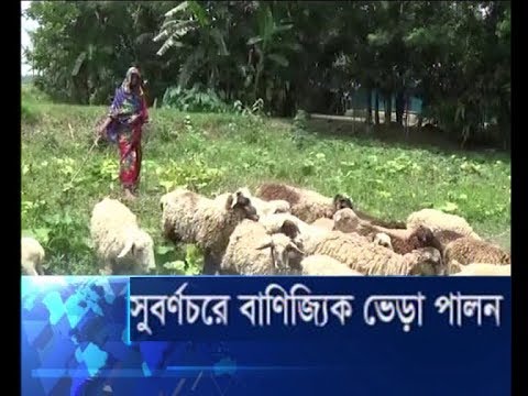 সুবর্ণচরে বাণিজ্যিকভাবে ভেড়া পালন