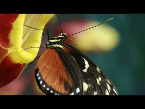 peaceful music||Mind relaxing music, calming music || Deep sleeping music ||