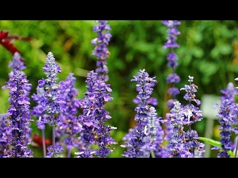 BILJKA KOJA ČETIRI MILENIJUMA RJEŠAVA PROBLEME SA JETROM, VARENJEM, KOŽOM Prof. dr Mihajlović