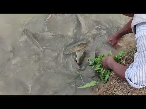 grass carp fish feeding with hand.. 1kg size