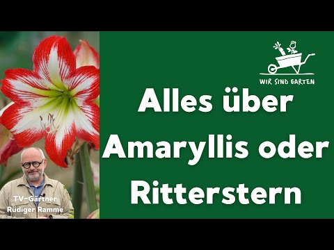 Amaryllis oder Ritterstern - unsere Pflegetipps