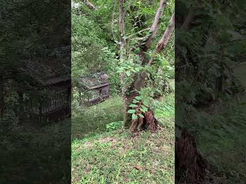 温室内の霜を避けるにはどうすればよいですか？植物を守るための5つのヒント！  庭園
