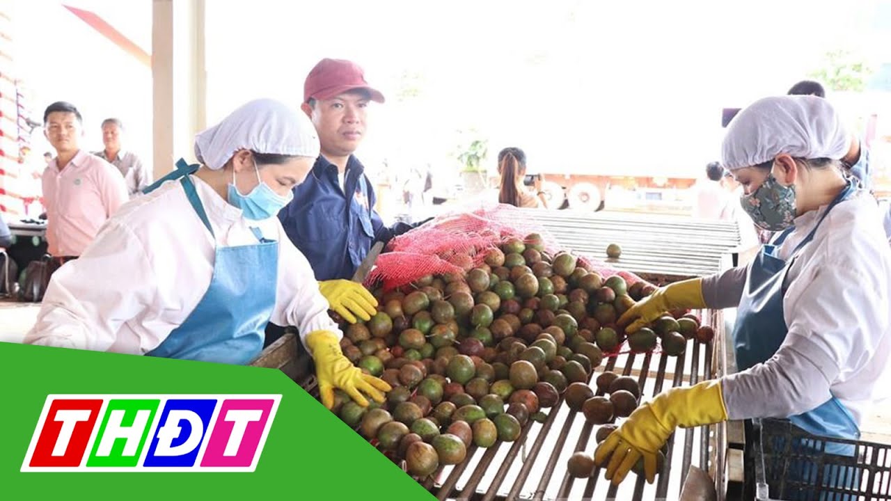 Trung Quốc đồng ý nhập khẩu chanh leo Việt Nam | THDT