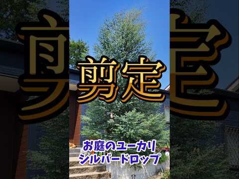 冬に剪定する果樹の植物