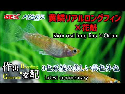 parterre-vivaces-plantes-fleurs-toute-saison-forme-spirale