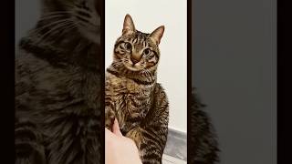 funny cat #funny #cat #funnyvideo #cats #fyp #youtubeshorts #fypシ #india #catvideos #catshorts #cute