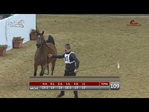 Qatar Arabian Show Live Stream