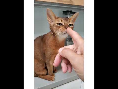 Crystal the Pet Nanny. LLC video.