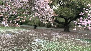 Sakura Brooklyn 2014