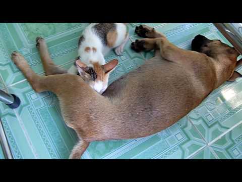 Cat sucks dog 
