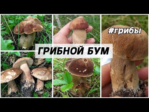 Вот это ГРИБАЛКА! Грибной БУМ! Белые /Колосовики / Боровики / Лисички ч1.