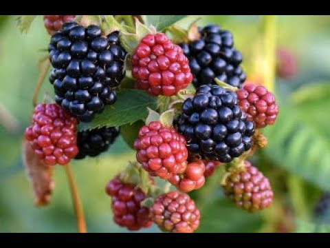 #berries #growingtips #southerncaliforniagardening #gardeningtips  #gardeningforbeginners
