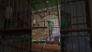 Download lagu cucak ijo isian tengkek buto mp3