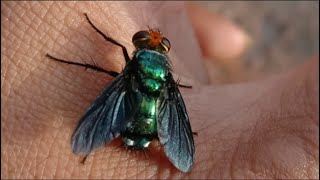 Download lagu lalat hijau besar, big green fly mp3