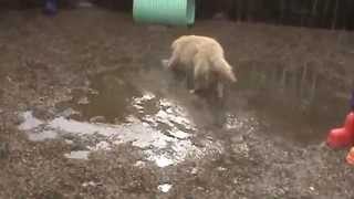 Fun in a rain puddle