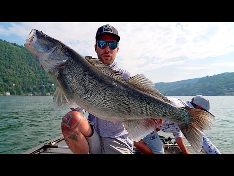 ZANDER FISHING in COMO Lake