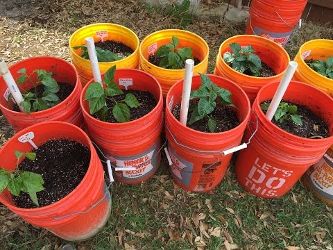 2017 Super Hot Peppers Growing Season - Ep. 05 - More Transplanting