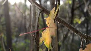 Download lagu Cinematic Video Daun Aesthetic - Footage Daun Aesthetic - Background Music For Videos No Copiright mp3 Download lagu Cinematic Video Daun Aesthetic - Footage Daun Aesthetic - Background Music For Videos No Copiright mp3