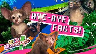 Everything You Must Know About An Aye-aye | Hi I