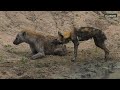 Injured Wild Dog Faces A Hyena Alone