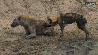 Injured wild dog faces a hyena alone