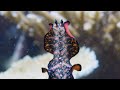 Meet The Penis Fencing Flatworm The Mating Game BBC Earth