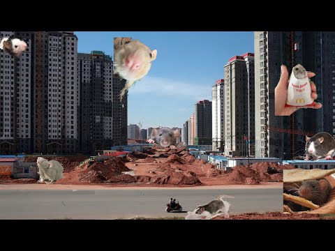 Overexplaining General Rats