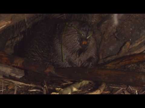 Sielmanns heimische Tiere - Der Biber