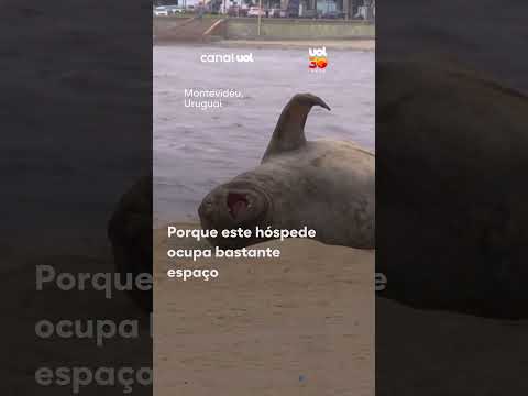 Elefante-marinho-do-sul gigante “invade” famosa praia de Montevidéu e atrai curiosos