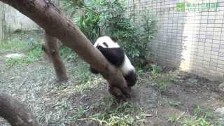 preview picture of video '大貓熊是攀爬高手 Talented Climber, Giant Panda'
