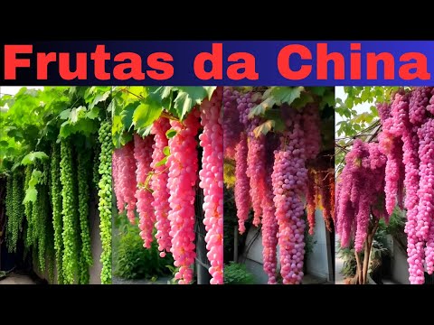 , title : 'FRUTAS da CHINA: você não viu nada igual!'