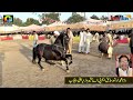 Shero l Gopera l Horse Dance 30 September 2023 l Mehmood Pura Chak No 1 Nankana