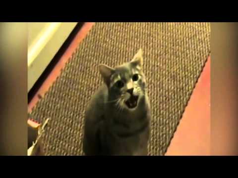 Cat Says Hey! / Gato diciendo Hey