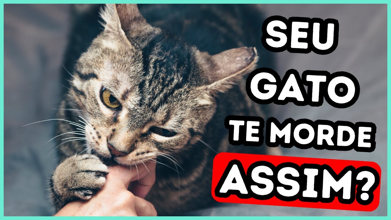 É POR ISSO Que Seu Gato TE MORDE DO NADA!