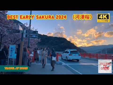 4k hdr japan travel 2024 | Best Early Sakura Walk in  Kawazu（河津町）|  Japan Cherry Blossoms