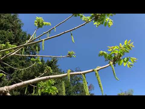 クルミの木 植物