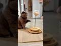 🐾🎁 Cat Treats Dispenser Toy – Interactive Catnip Spring Feeder 🔥 #petlovers#cat#pets#cutecat #dog