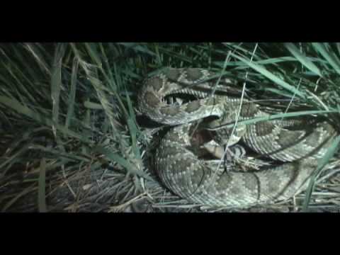 YouTube Video czRV6087tcc