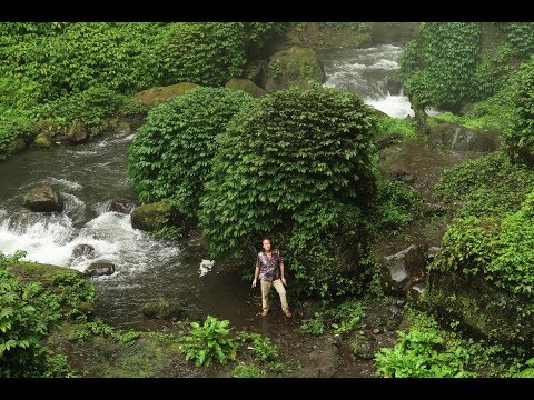 FIELD TRIP WITH PATRICK BLANC IN JAVA - BROMO TO PACITAN - INDONESIA